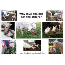 Becky Broiler Postcards #1